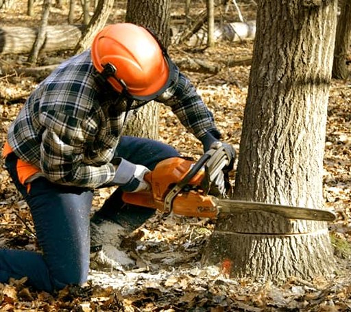 Tree Removal in Gilbertville, MA
